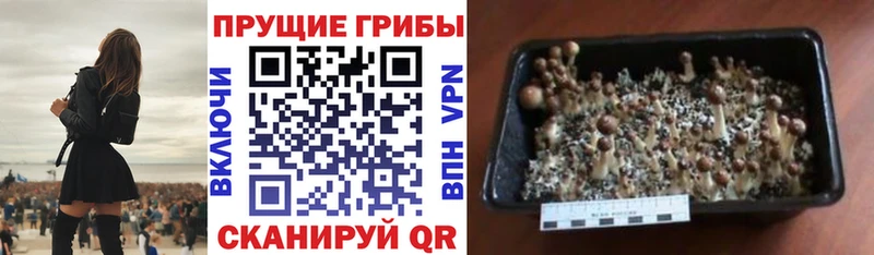 купить Мирный Галлюциногенные грибы Cubensis